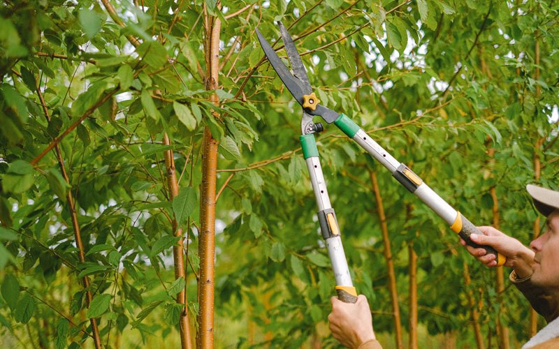 Tree trimming in Kamrar, IA