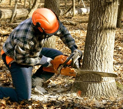 Tree Removal in Kamrar, IA